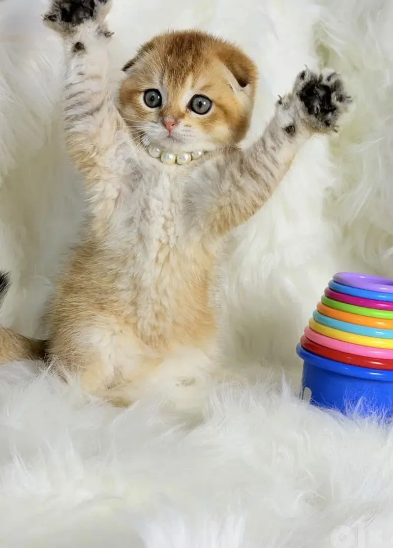 IMPORTED BRITISH SHORT HAIR CATS ARE AVAILABLE FOR SALE — photo 6
