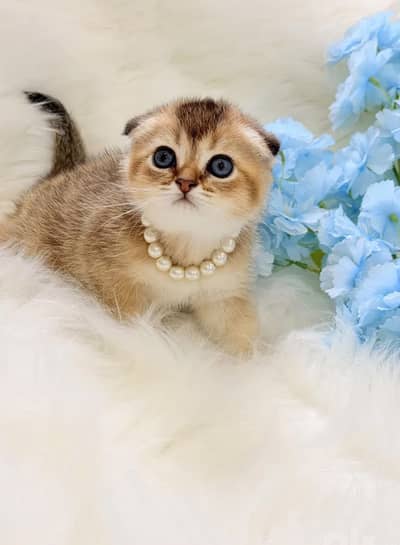 IMPORTED SCOTISH AND BRITISH KITTENS AVAILABLE