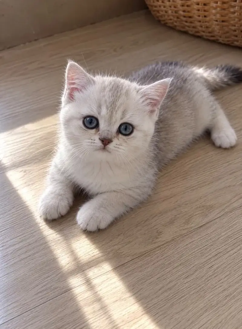 IMPORTED BRITISH SHORT HAIR CATS ARE AVAILABLE FOR SALE — photo 2