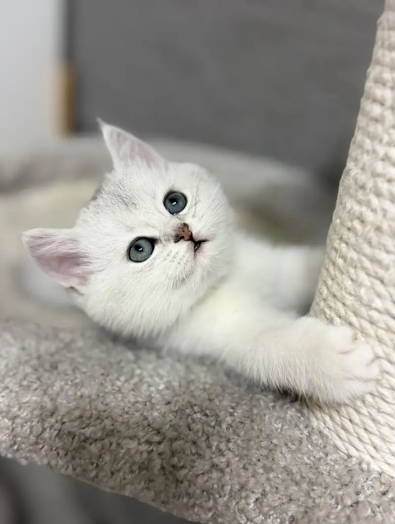 IMPORTED BRITISH SHORT HAIR CATS ARE AVAILABLE FOR SALE — photo 4