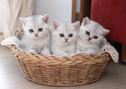 IMPORTED BRITISH SHORT HAIR CATS ARE AVAILABLE FOR SALE