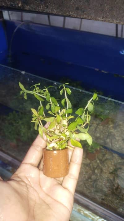aquarium plants for sale