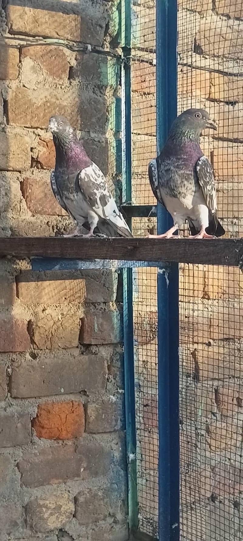Ak pair 0