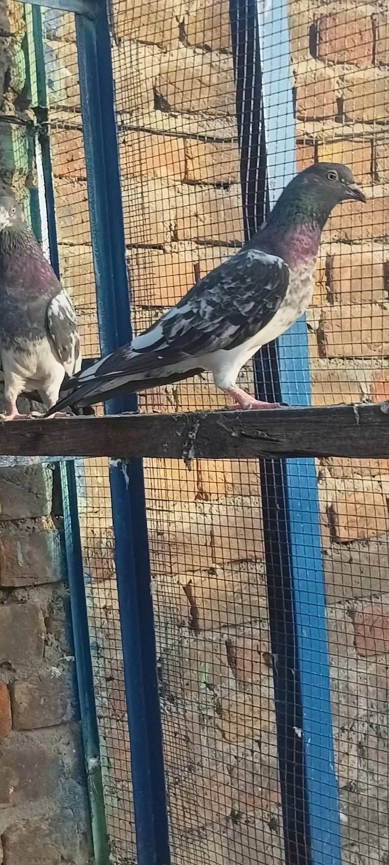 Ak pair 3