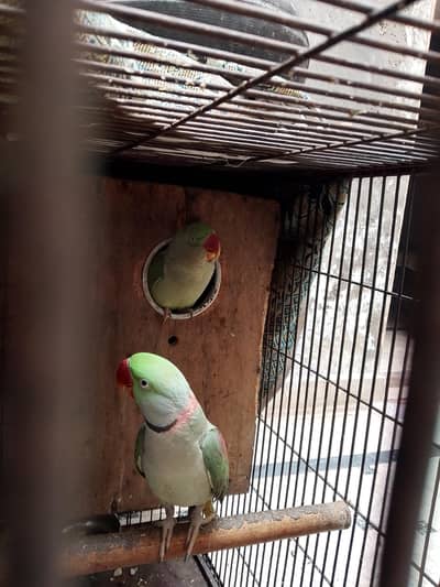 raw parrot