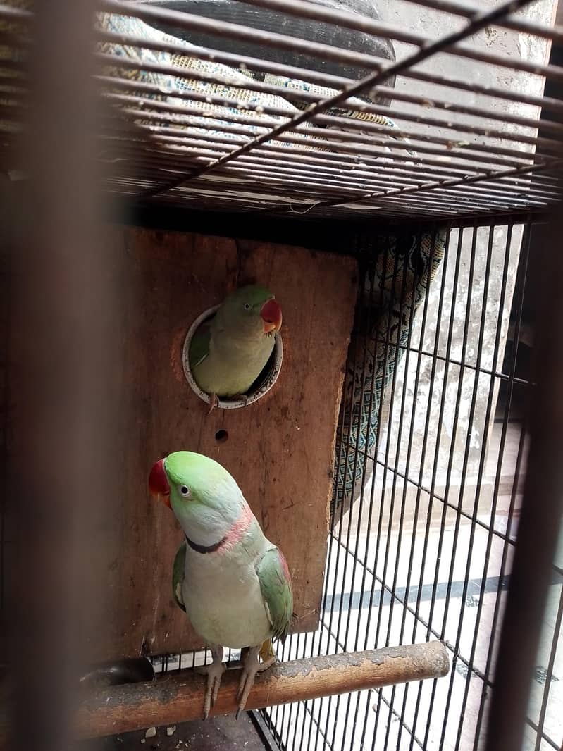 raw parrot 0