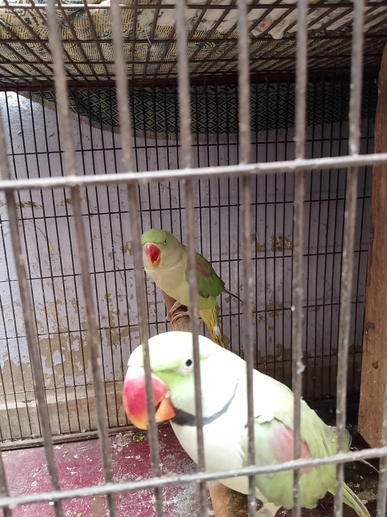 raw parrot 1