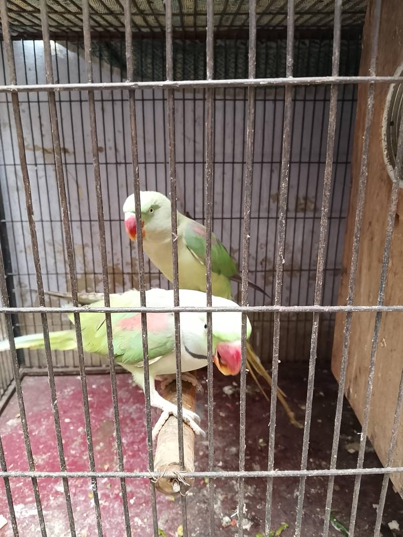 raw parrot 2