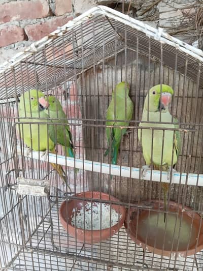 parrot