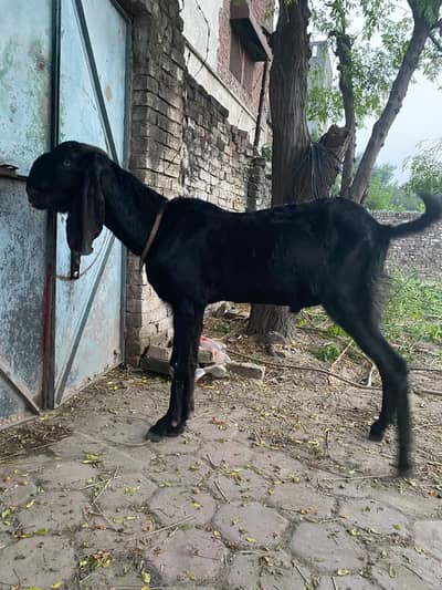 beetal Bakra
