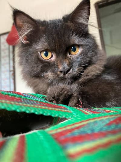 cat blacki