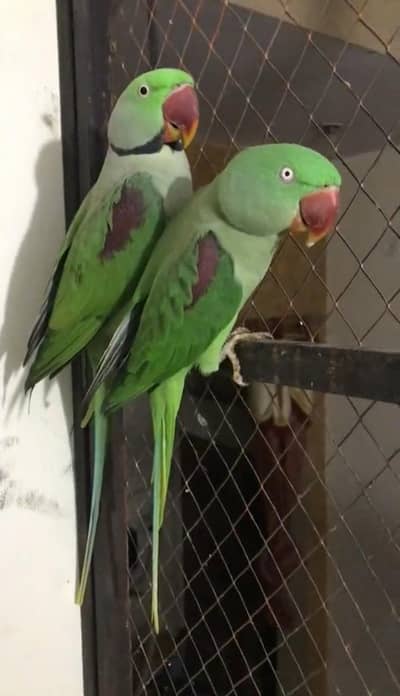 Kashmiri raw parrot for sale single and pair available