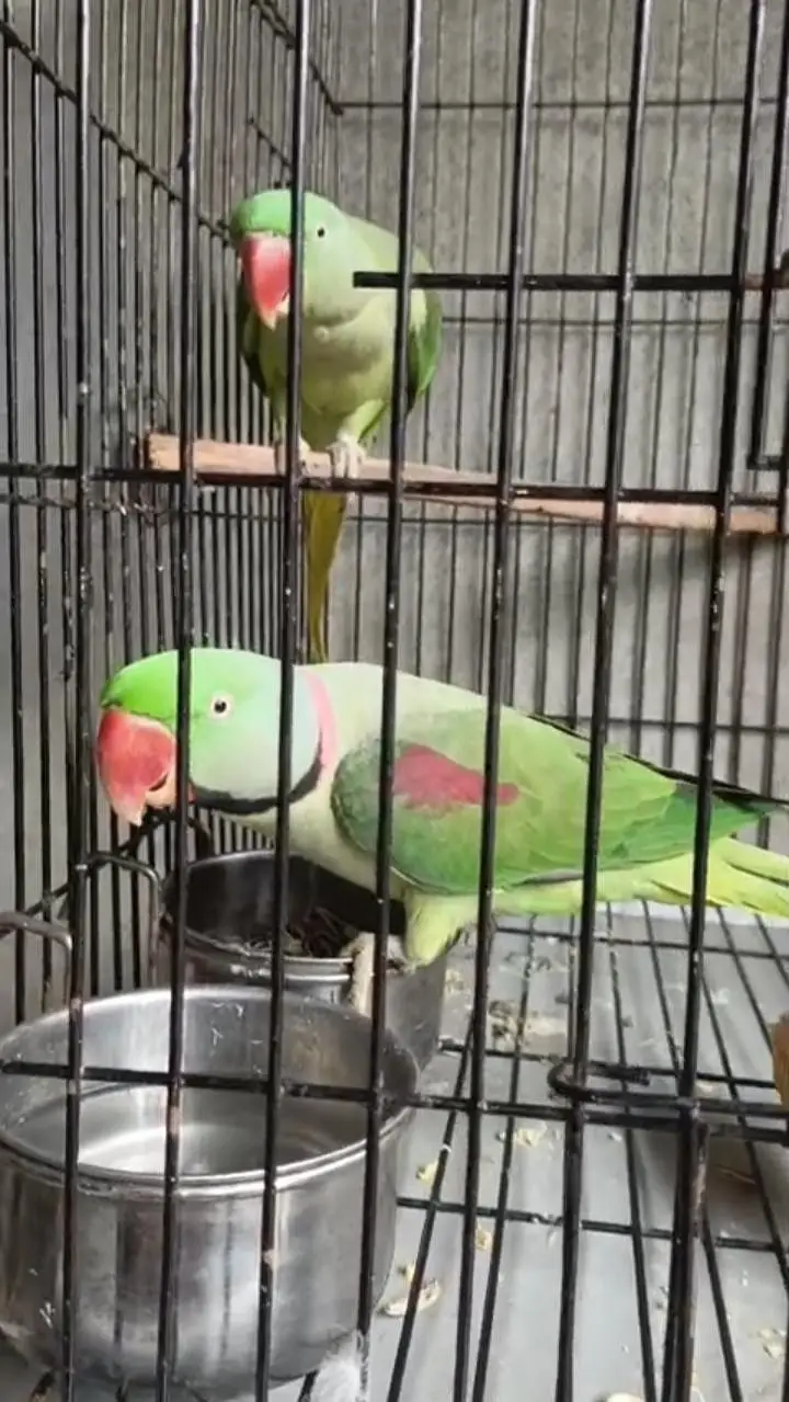 Kashmiri raw parrot for sale single and pair available — photo 2