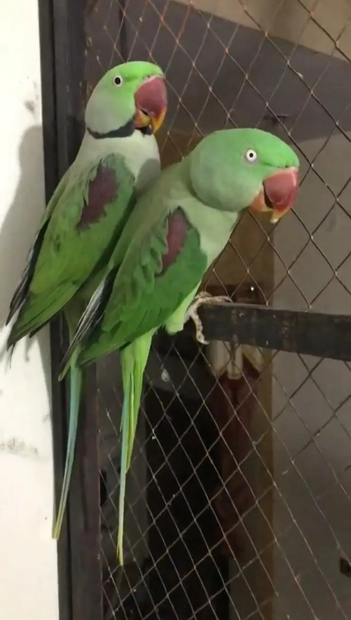 Kashmiri raw parrot for sale single and pair available — photo 3