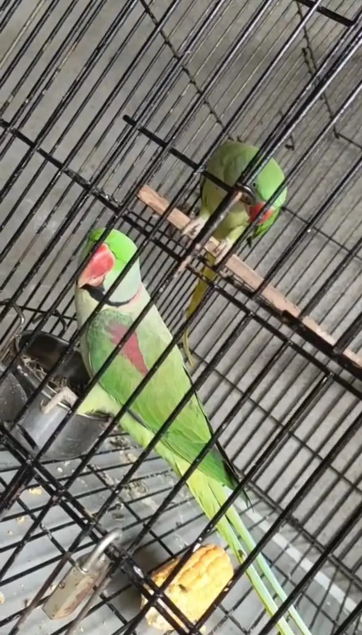 Kashmiri raw parrot for sale single and pair available — photo 4
