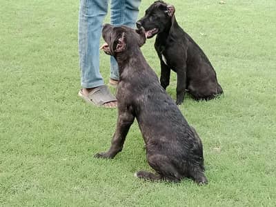 Top Quality Cane corso puppies are available for sale
