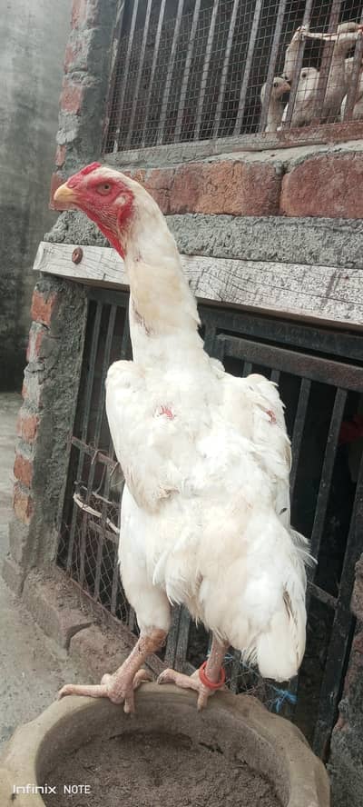 paper white jrman shamo breedr madi available
