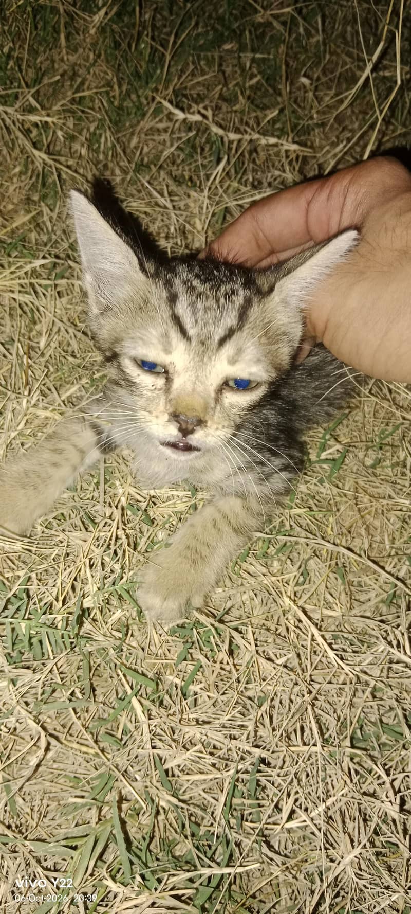 kitten 0