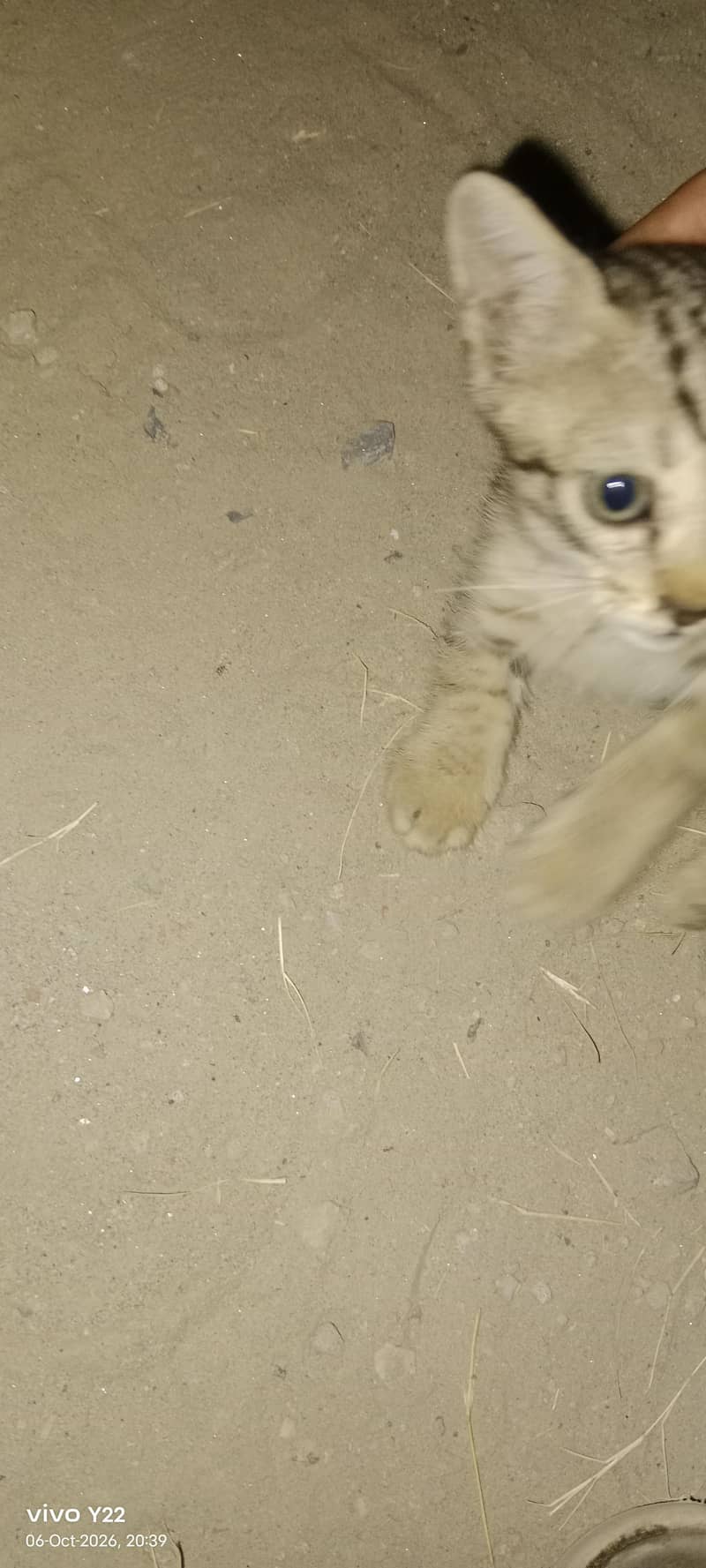 kitten 1