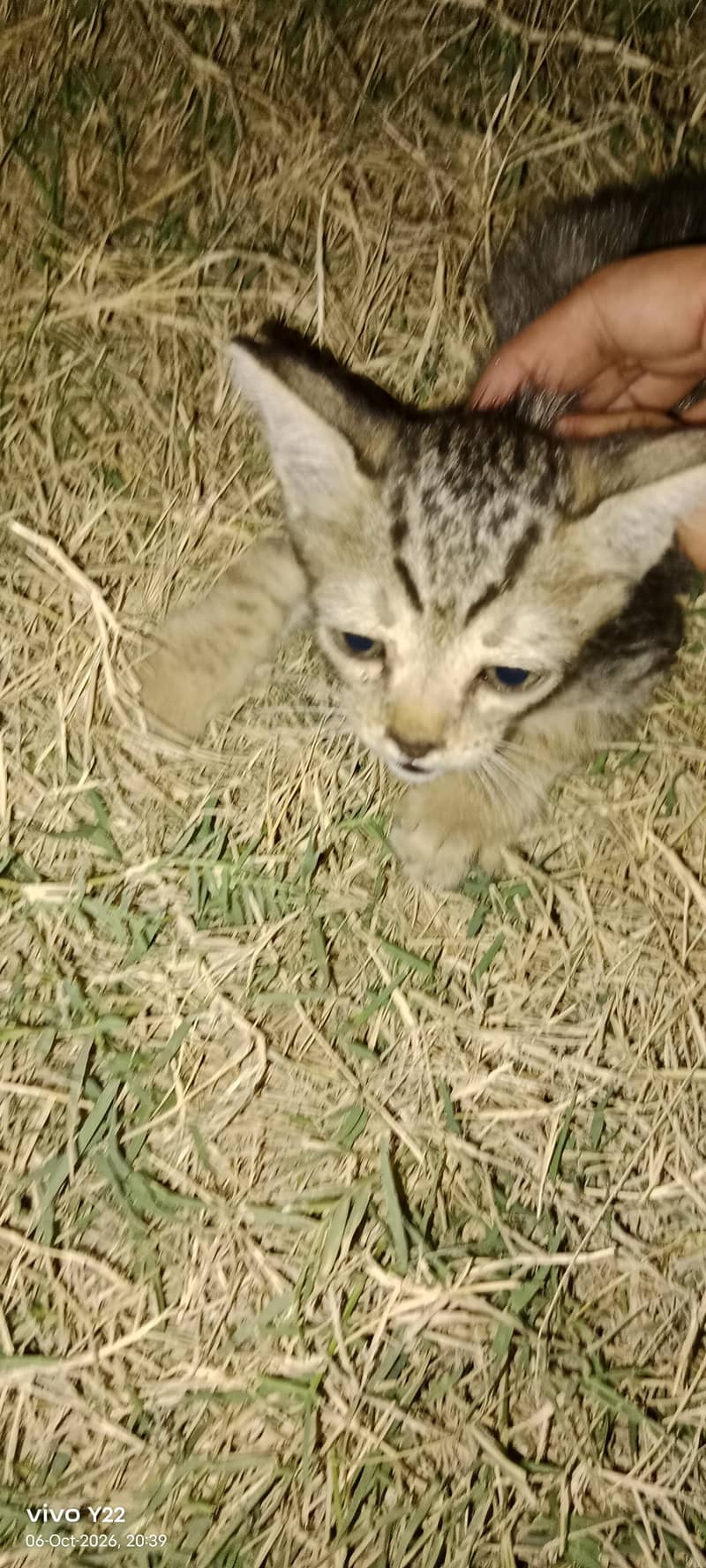 kitten 2