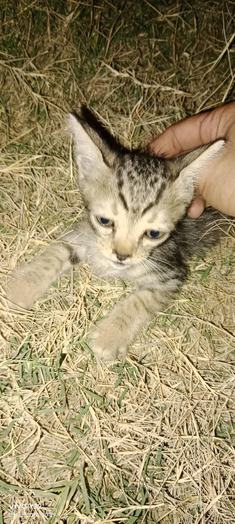 kitten 3