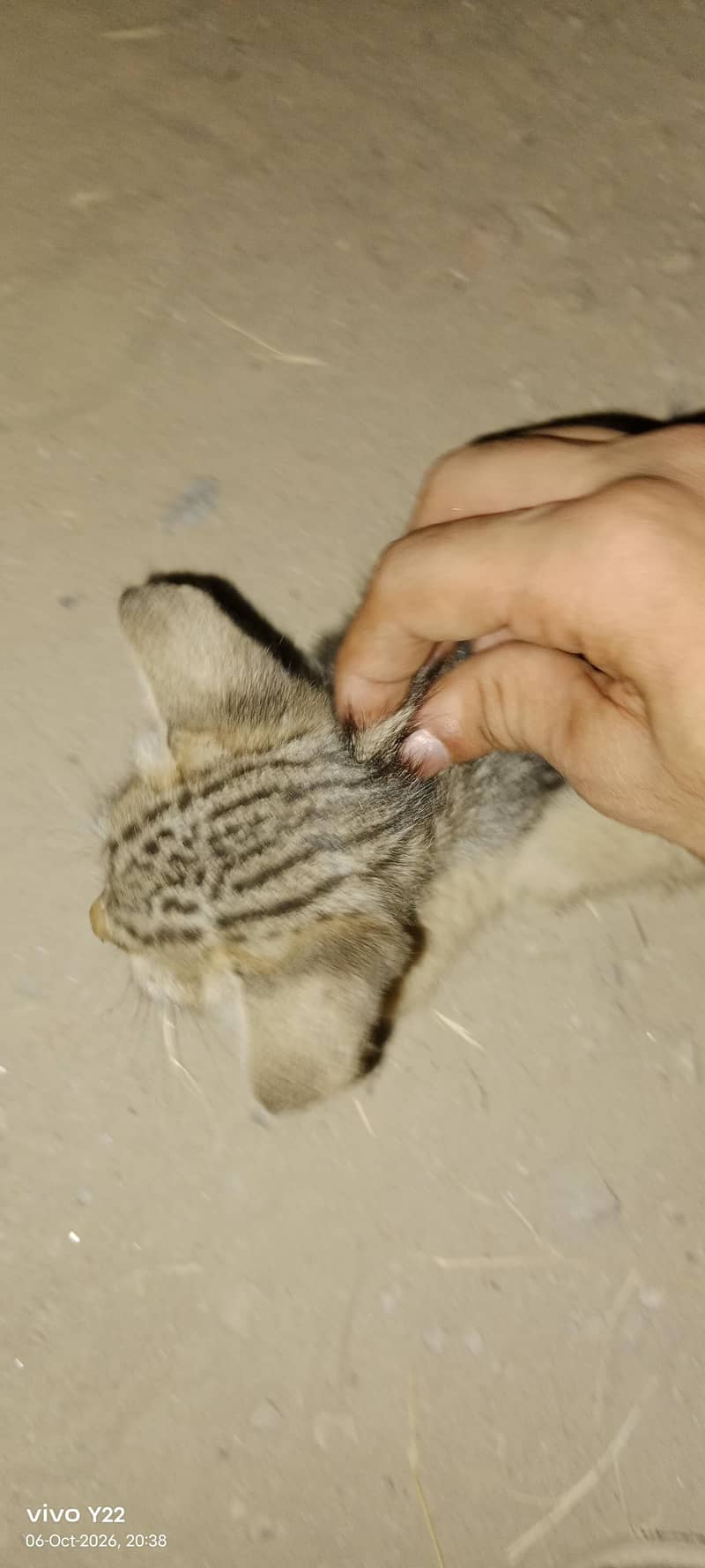 kitten 4