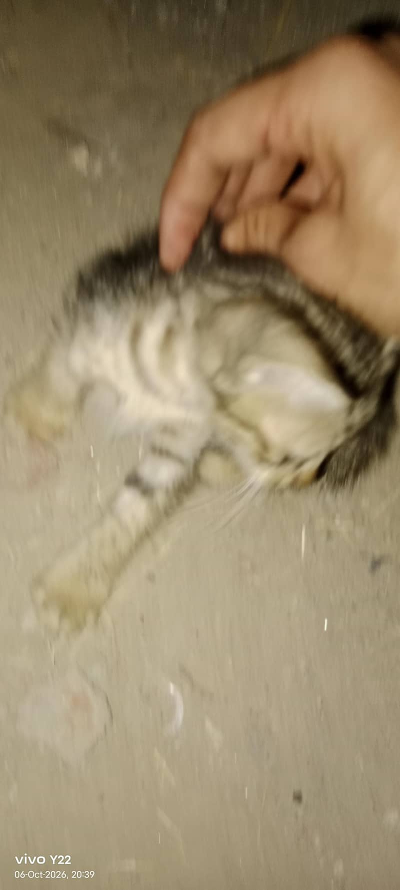 kitten 5