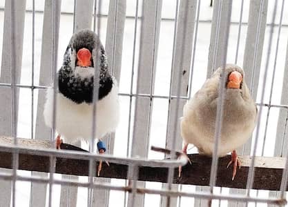 beatyful pair of zebra finch