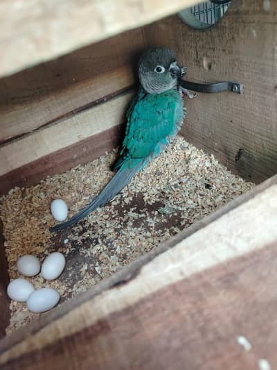 DNA tested breeder pairs - Green monk & Blue turquoise