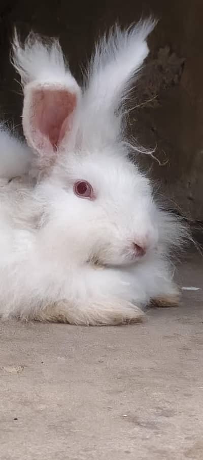 Angura rabbit