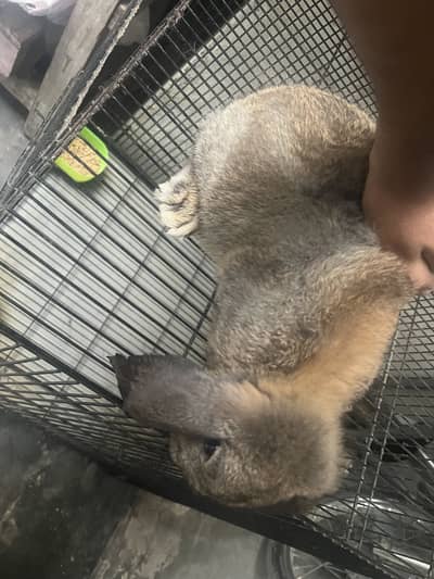 Holland Lop Bunny Male 6 months