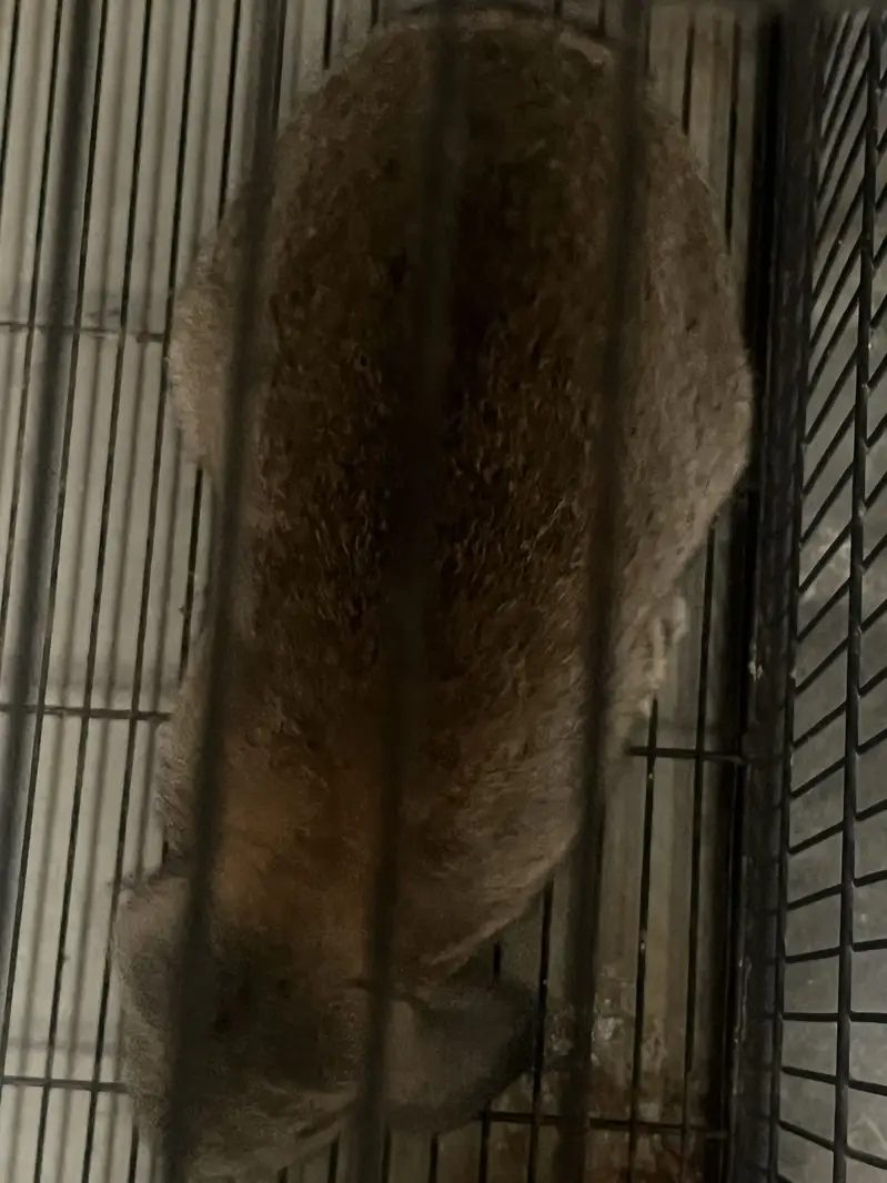 Holland Lop Bunny Male 6 months — photo 2