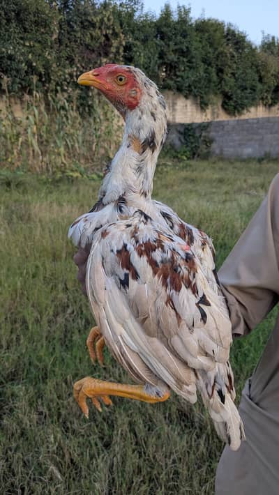 High Quality Aseel Males And Females For Sale (Read Description).