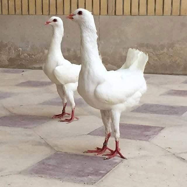 confirm pair 0