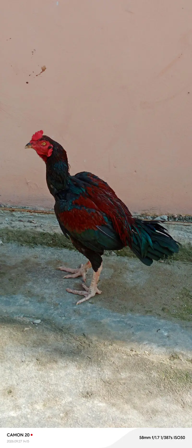 Aseel Mianwail — photo 3