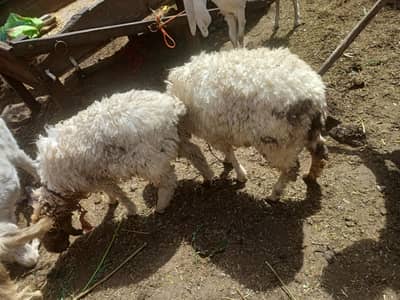 2 pear of sheep's