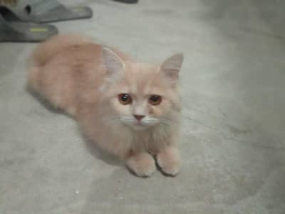 for sale