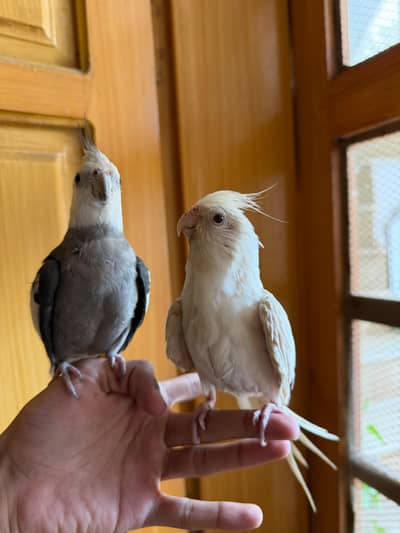 Semi Tamed Charcoal Adult Male + Handtamed Eno Red Eye Male + Chicks