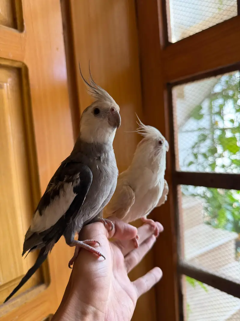 Semi Tamed Charcoal Cocktail + Handtamed Eno Red Eye Male + Chicks — photo 2