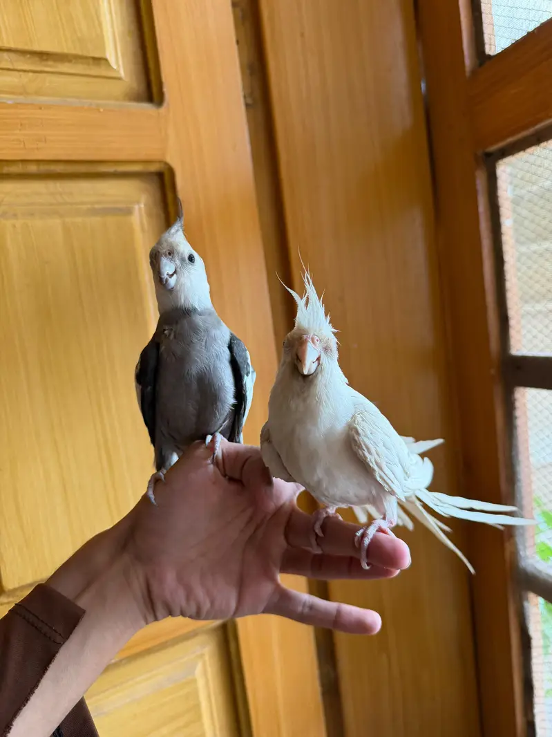 Semi Tamed Charcoal Cocktail + Handtamed Eno Red Eye Male + Chicks — photo 4