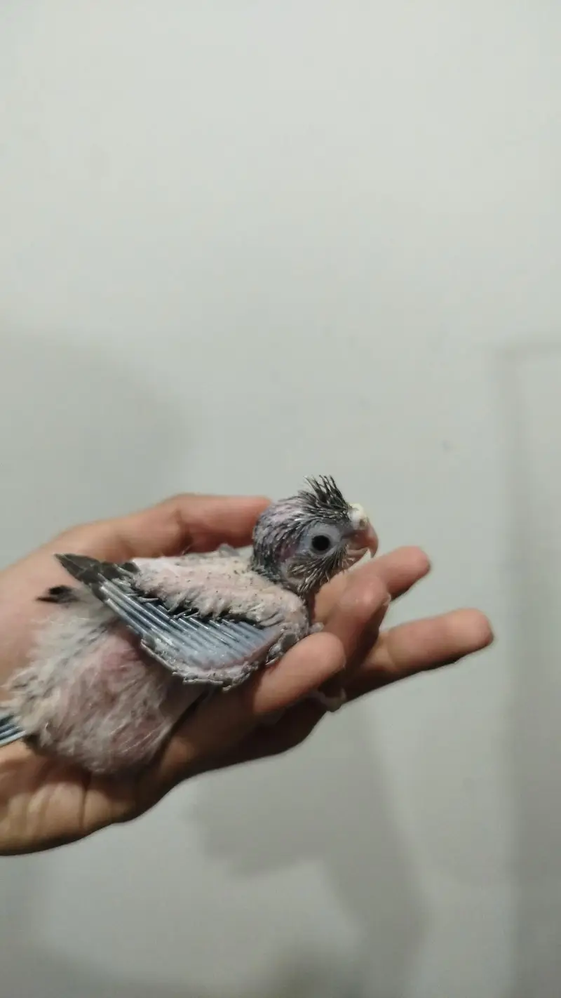 Semi Tamed Charcoal Cocktail + Handtamed Eno Red Eye Male + Chicks — photo 7