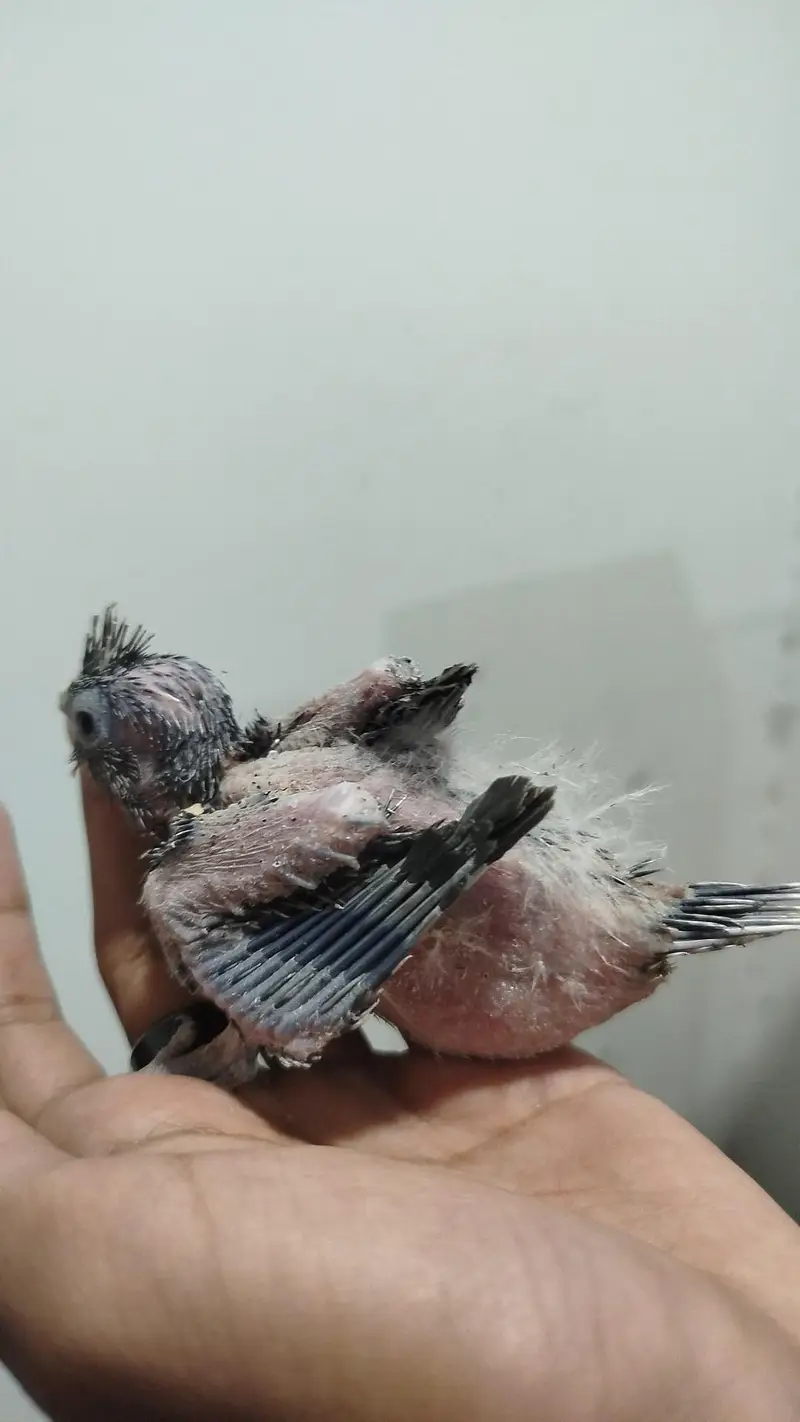 Semi Tamed Charcoal Cocktail + Handtamed Eno Red Eye Male + Chicks — photo 8