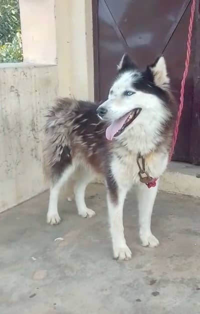 Siberian Husky (blue Eyes)