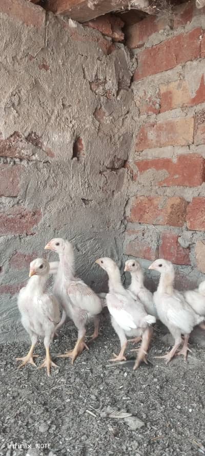 paper white jrman shamo chicks Aplus quality.