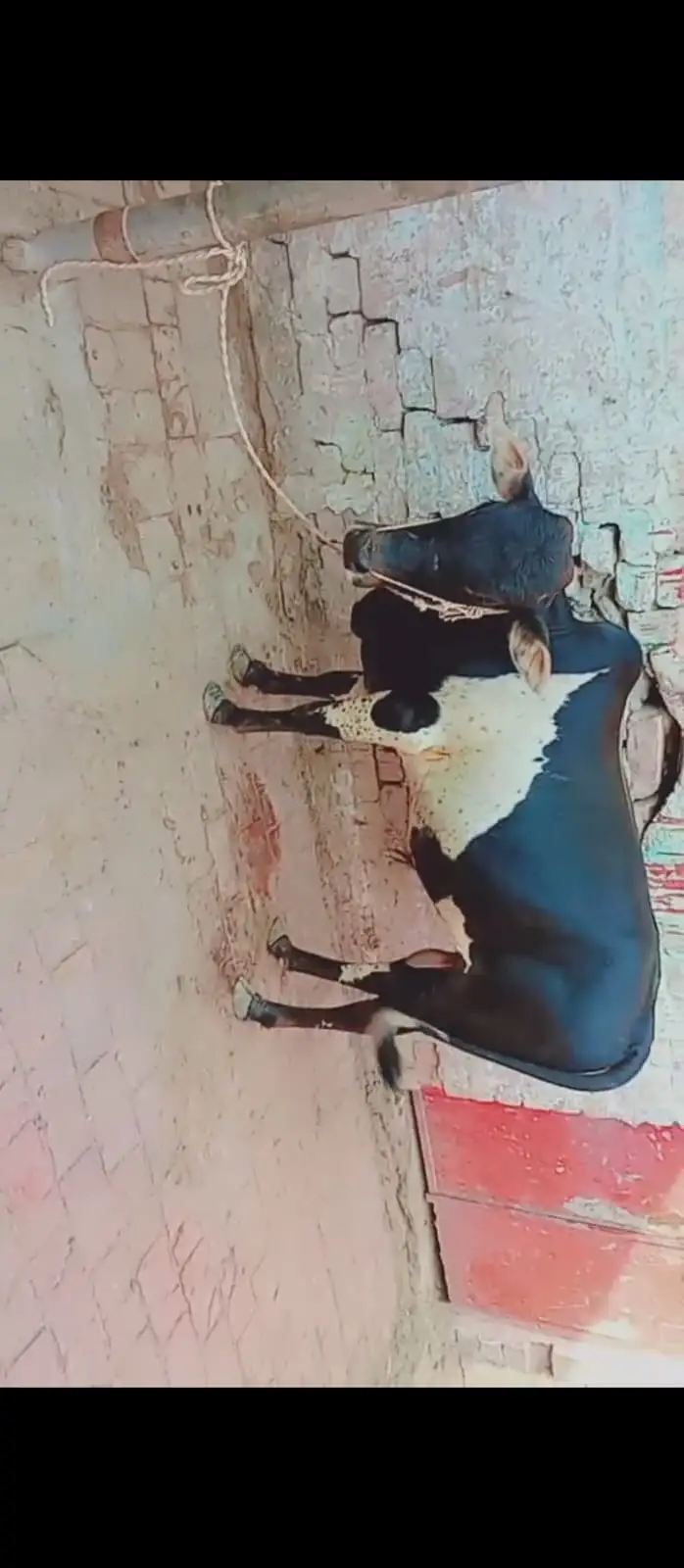 Zero size Gehna wacha daant kheera  | bull | wacha for qurbani 2027