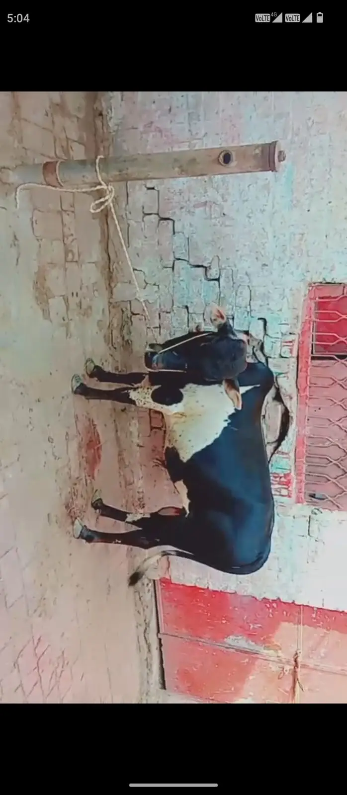 Zero size Gehna wacha daant kheera  | bull | wacha for qurbani 2027 — photo 2