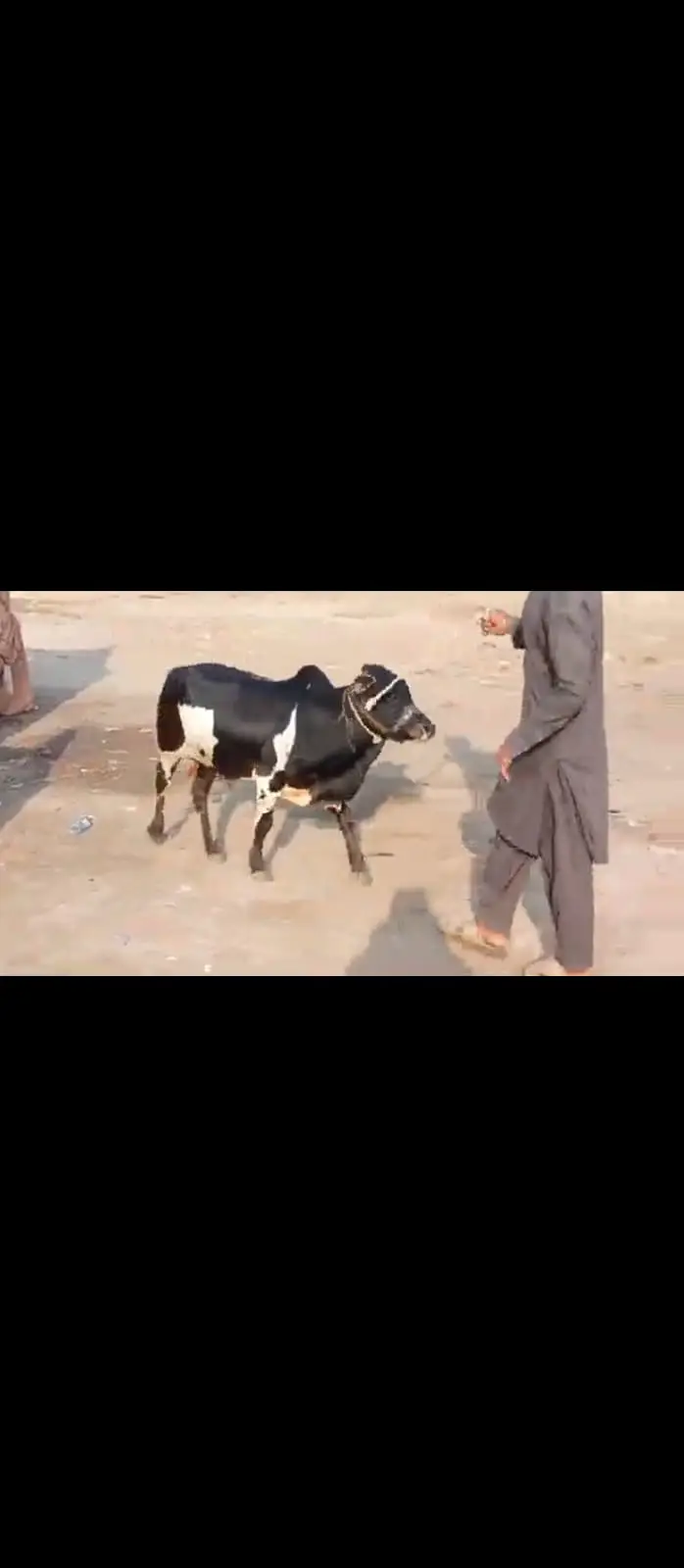 Zero size Gehna wacha daant kheera  | bull | wacha for qurbani 2027 — photo 3
