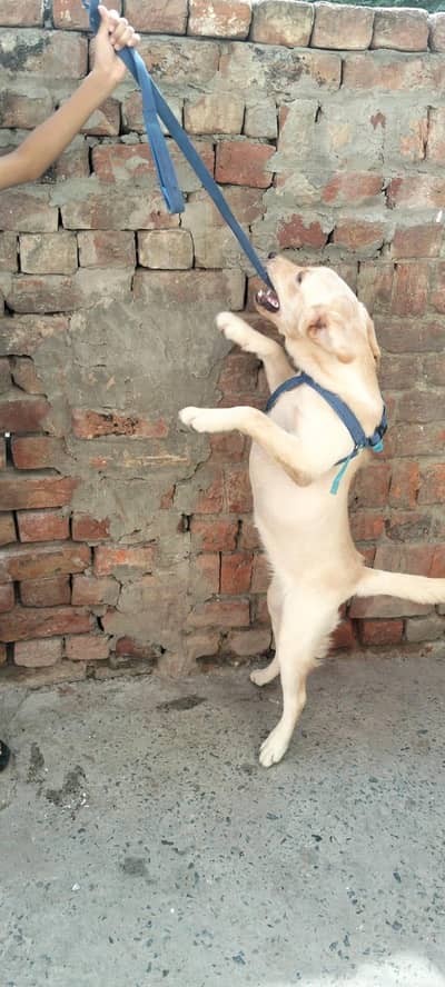 British Labrador