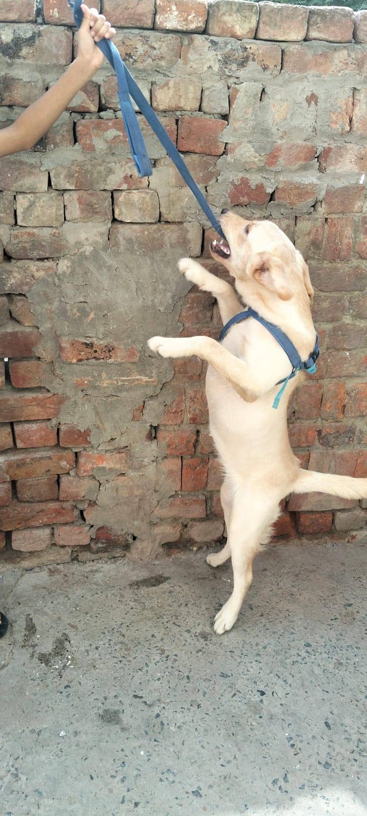 British Labrador 0
