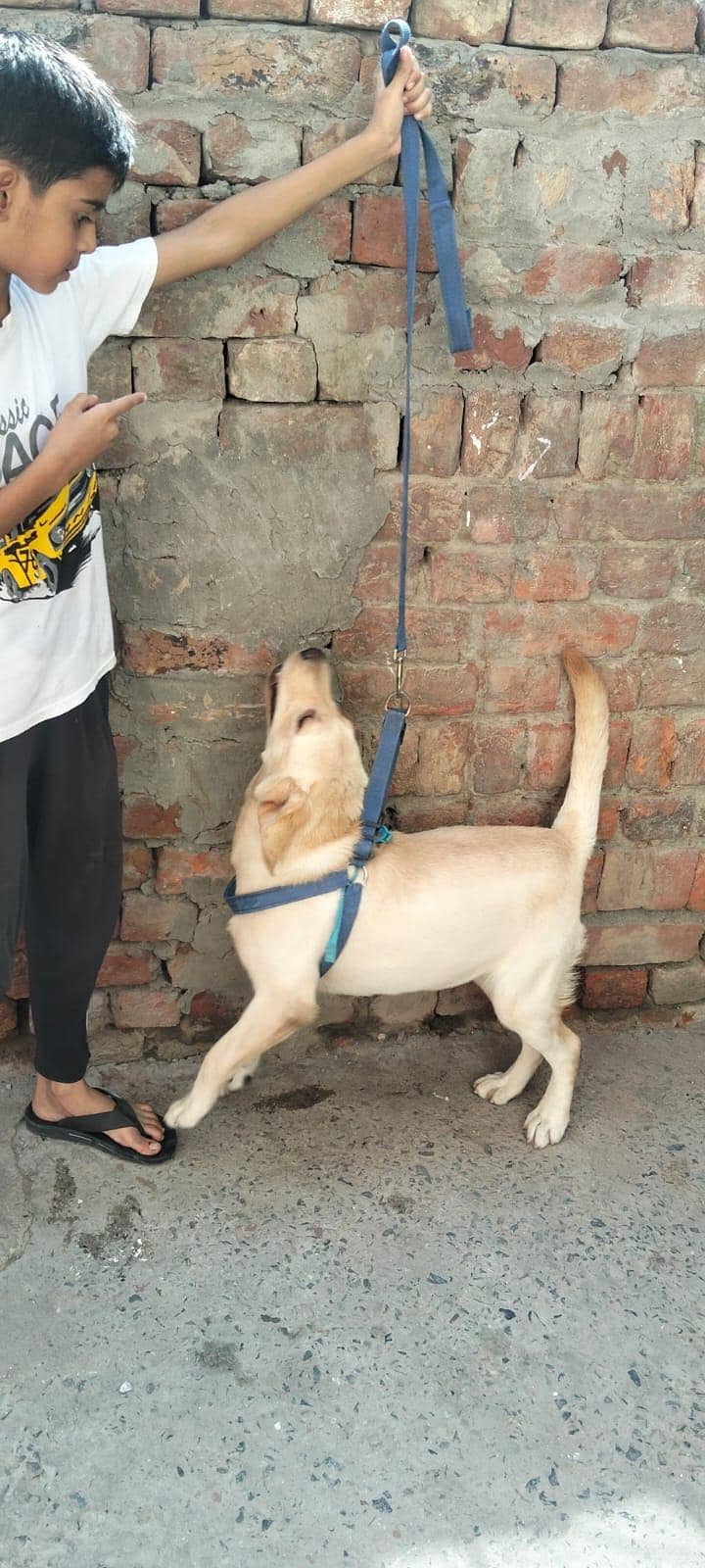 British Labrador 1